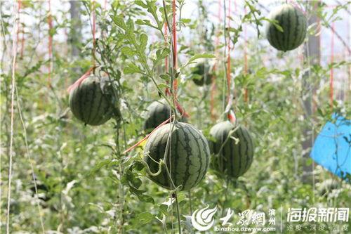 五一官方吃瓜网,揭秘五一假期热门事件幕后真相